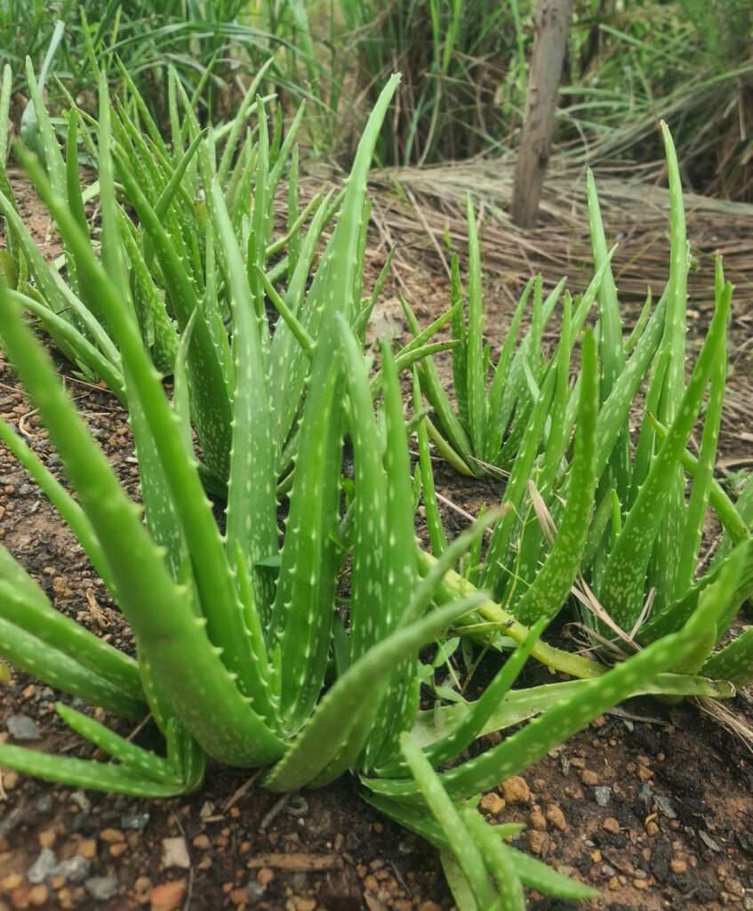 Aloe Vera