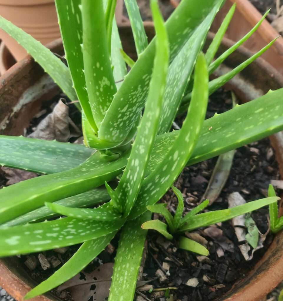 Aloe Vera