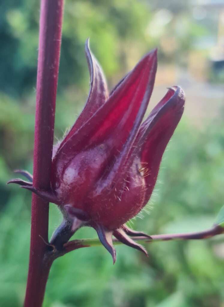 Hibiskus