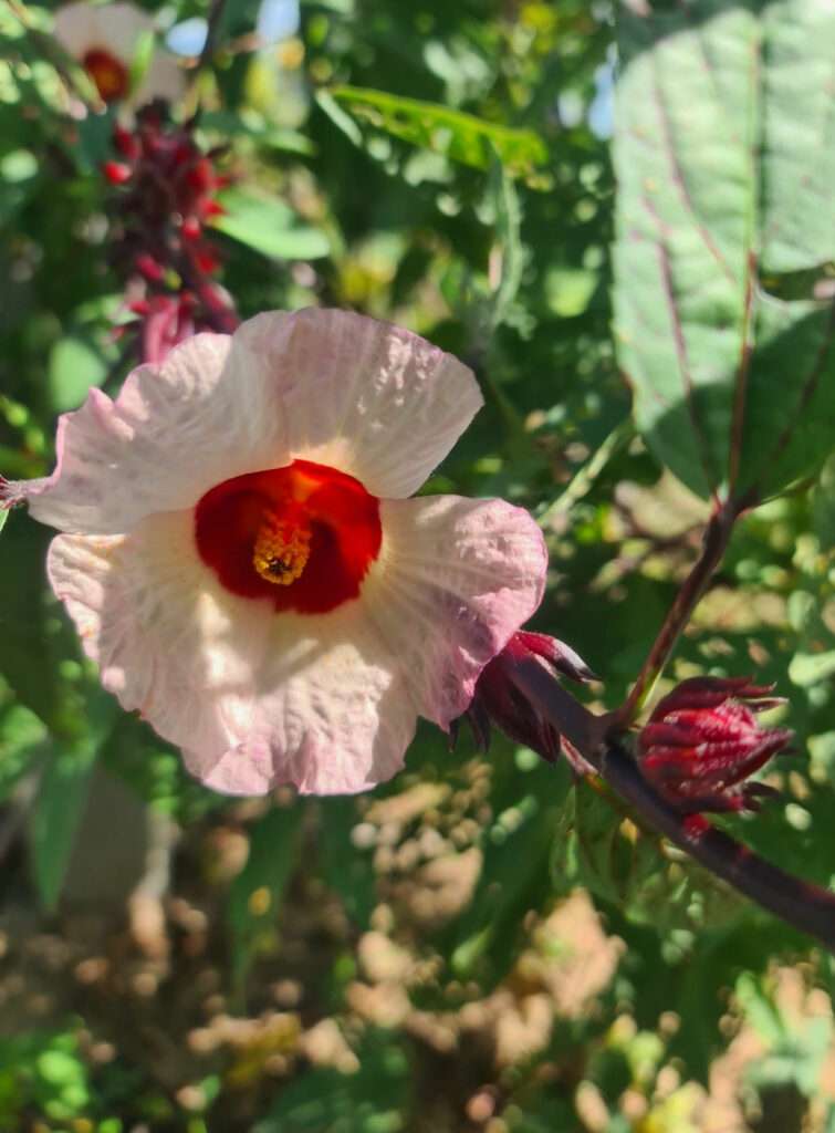 Hibiskus Blüte